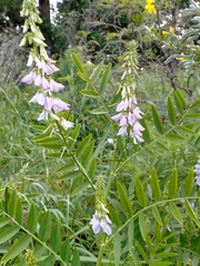 Galega officinalis