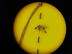 Elaphropeza ephippiata