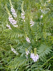 Galega officinalis