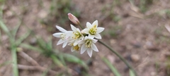 Nothoscordum bivalve