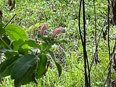 Centropogon cornutus