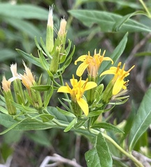 Trixis inula