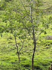 Hymenaea courbaril