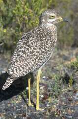 Burhinus capensis