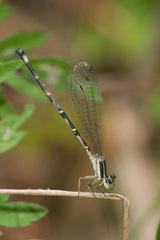 Argia bipunctulata