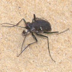 Cicindela punctulata punctulata