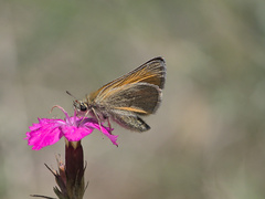 Thymelicus sylvestris