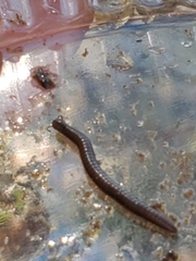 Cleidogona
