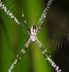 Argiope picta