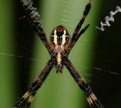 Argiope picta