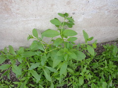 Asperugo procumbens