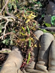 Rose rosette emaravirus