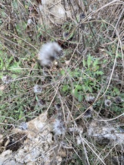 Porophyllum ruderale