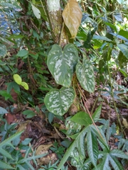 Philodendron brandtianum