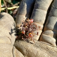 Rose rosette emaravirus