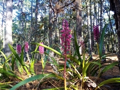 Arpophyllum laxiflorum