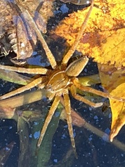 Dolomedes triton