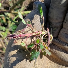 Rose rosette emaravirus