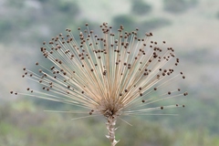 Paepalanthus chiquitensis