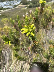 Erica viscaria