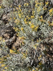 Ericameria laricifolia