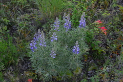 Lupinus sericeus