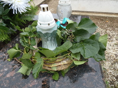 Hedera crebrescens