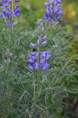 Lupinus sericeus