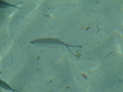 Trachinotus ovatus