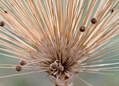Paepalanthus chiquitensis