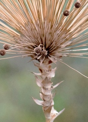 Paepalanthus chiquitensis
