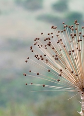 Paepalanthus chiquitensis