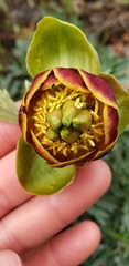 Paeonia brownii