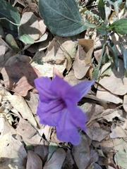 Ruellia simplex