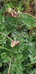 Paeonia brownii