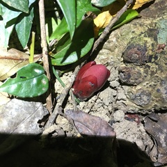 Balanophora laxiflora
