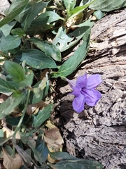 Ruellia simplex