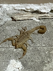 Centruroides exilicauda