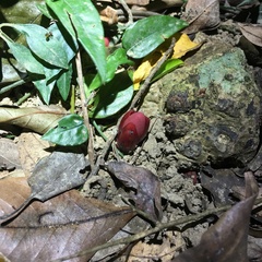 Balanophora laxiflora