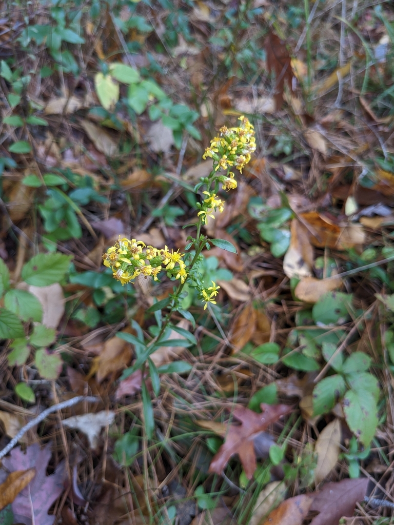 slender goldenrod from Crooked Creek, Durham, NC 27713, USA on November ...