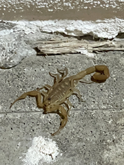 Centruroides exilicauda