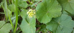 Hydrocotyle bonplandii
