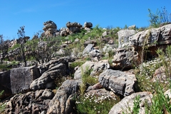 Dimorphotheca acutifolia