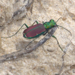 Cicindela splendida