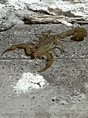 Centruroides exilicauda