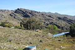 Dimorphotheca acutifolia