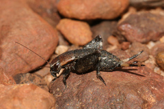 Mogoplistidae