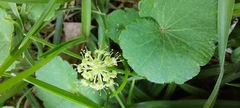 Hydrocotyle bonplandii