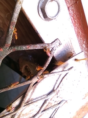 Tetragonisca angustula