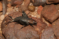 Mogoplistidae